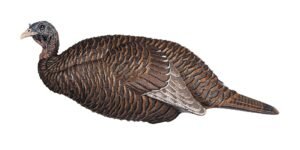 FLEXTONE FLX-FLXDY331 THUNDER CHICK BREEDER